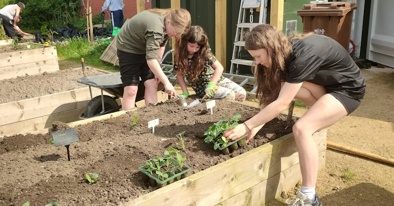 Courgettes all planted out in the Community Garden.