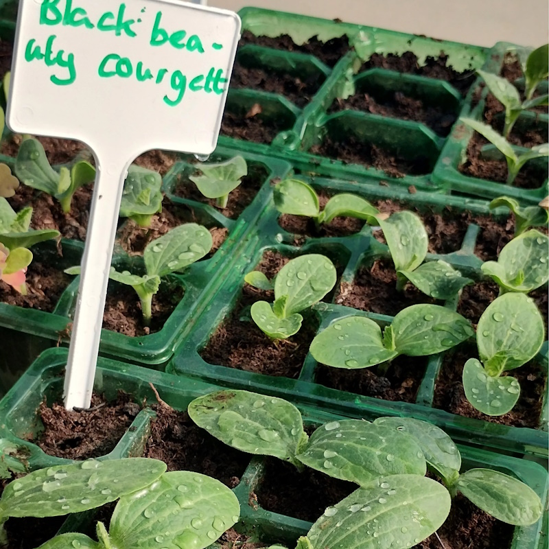 Lots of seedlings in the Community Garden.