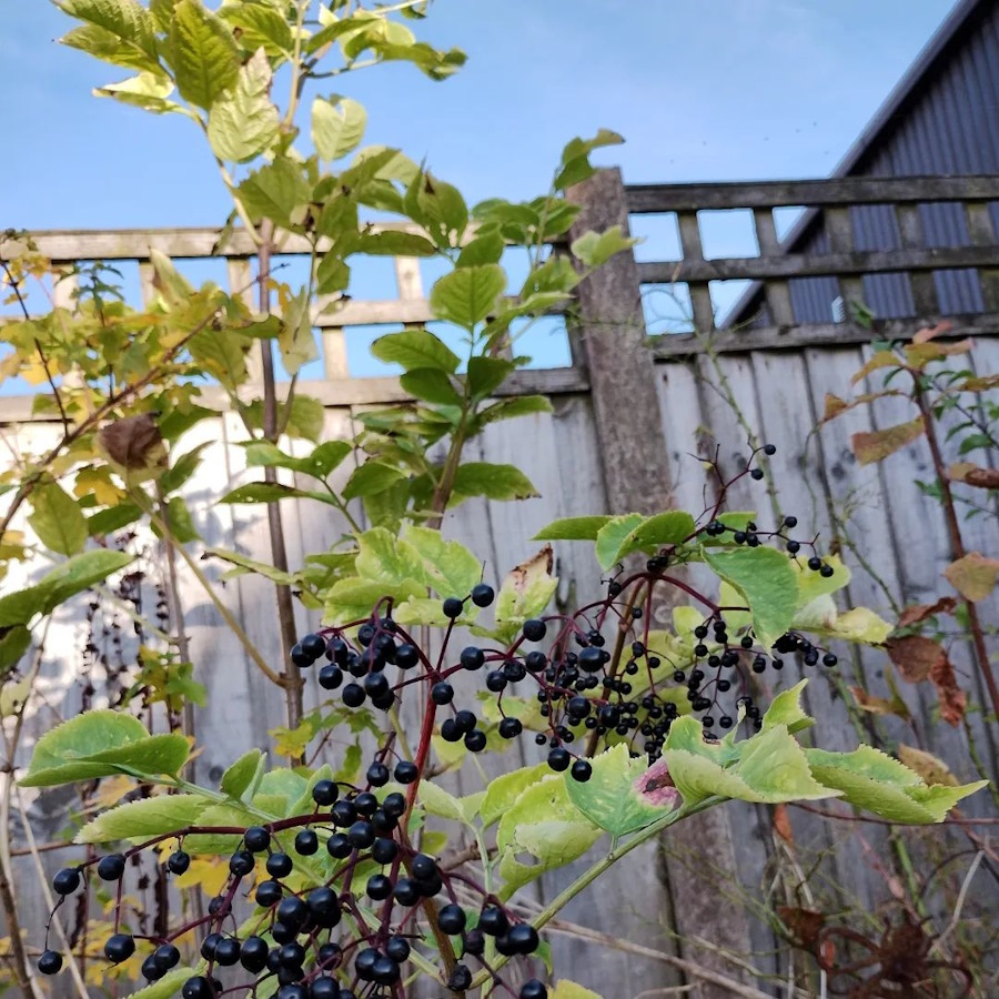 click to see larger image autumn fruits and flowers in the community garden