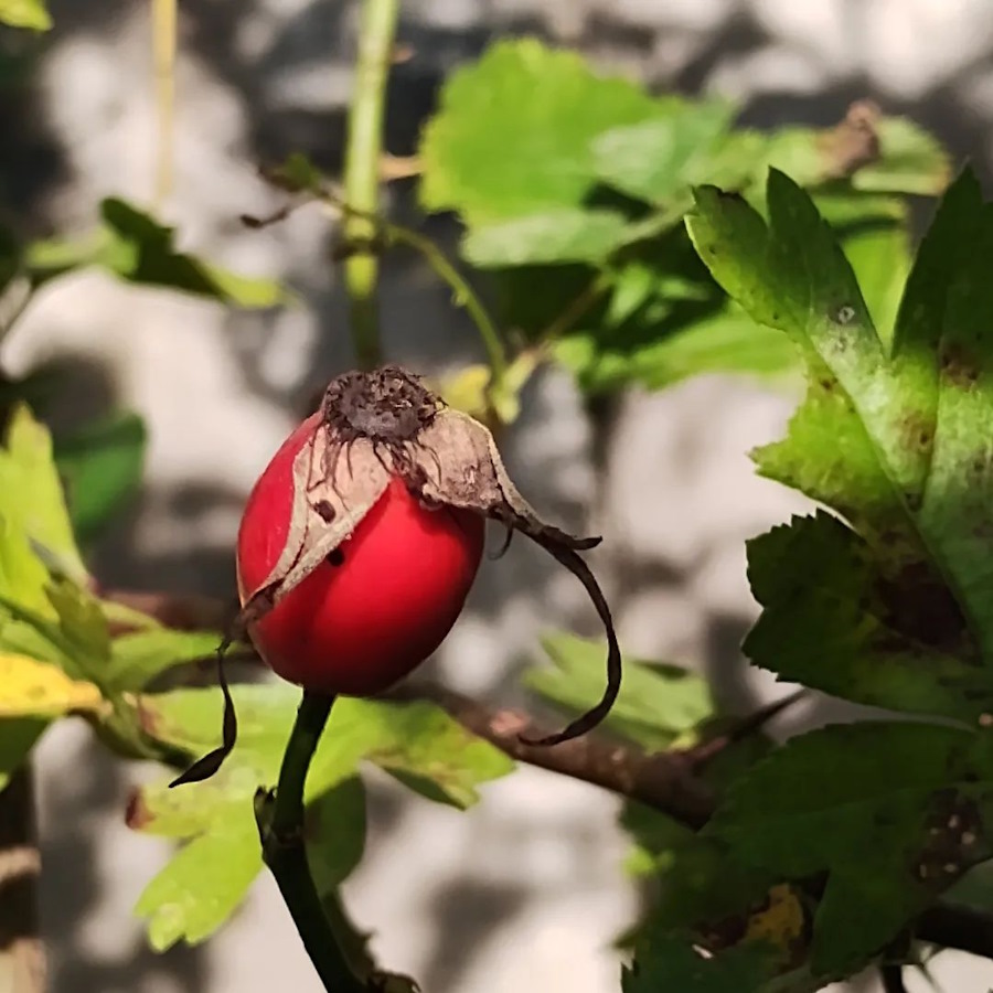 click to see larger image autumn fruits and flowers in the community garden