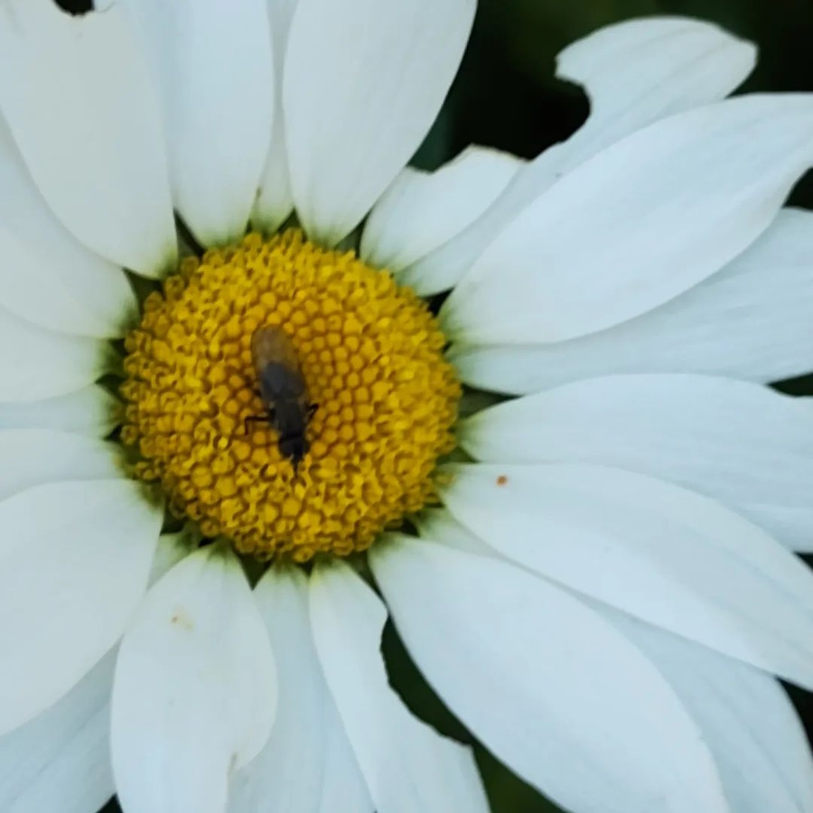 click to see larger image autumn fruits and flowers in the community garden