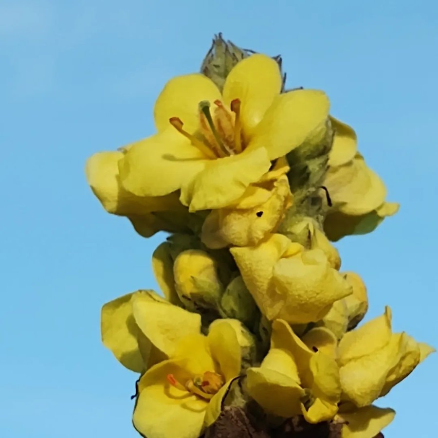 click to see larger image autumn fruits and flowers in the community garden