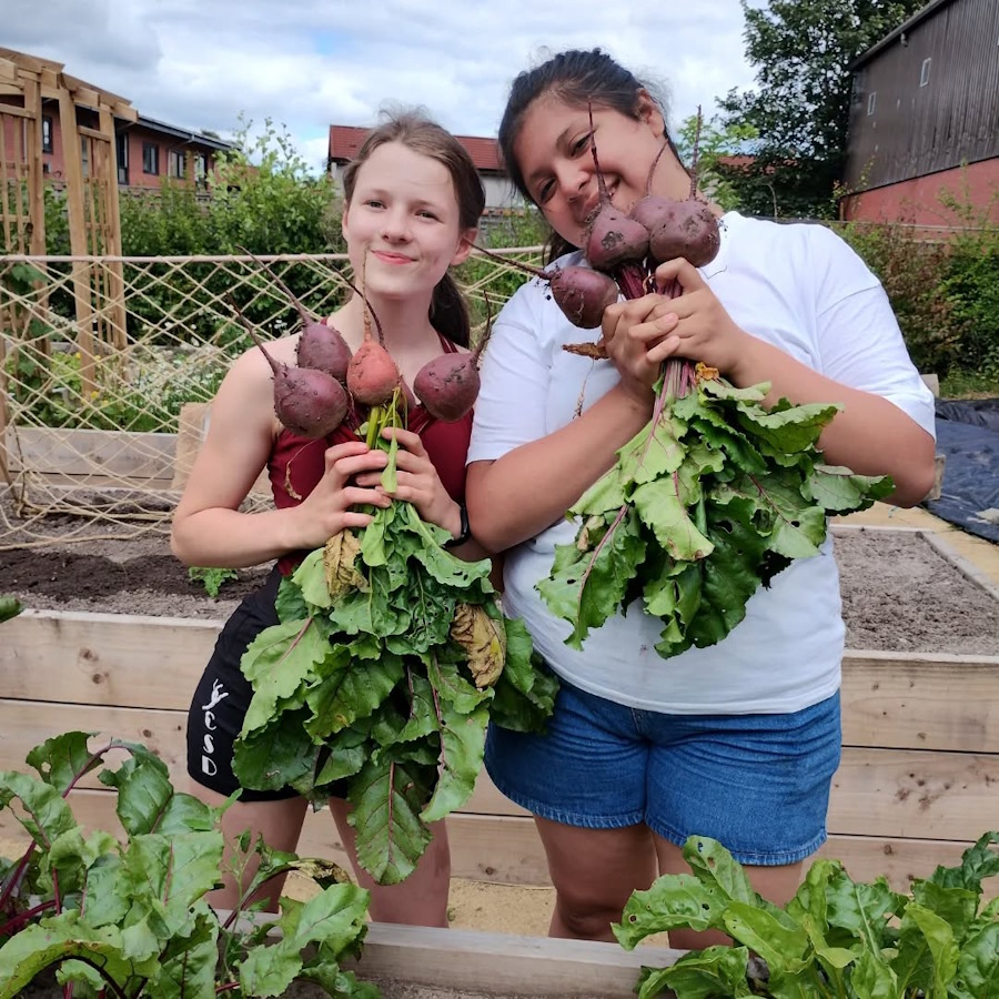 beetroots and more corgettes in the newbold community growing together community garden