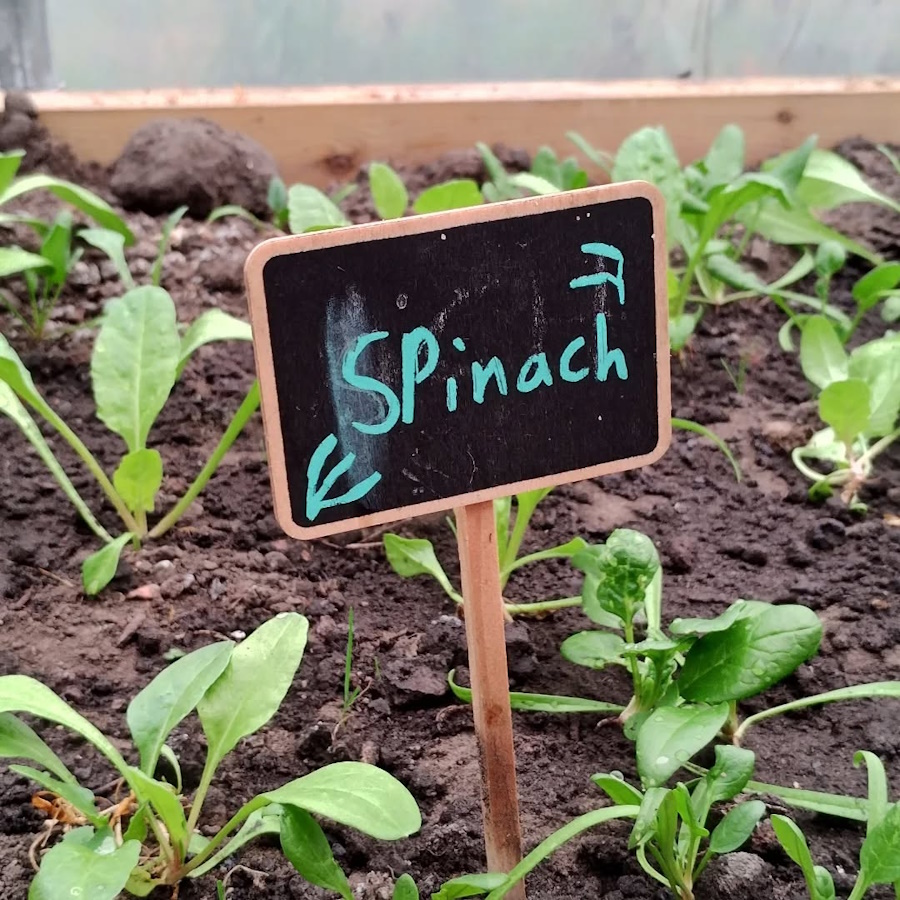 cleared out the polytunnel