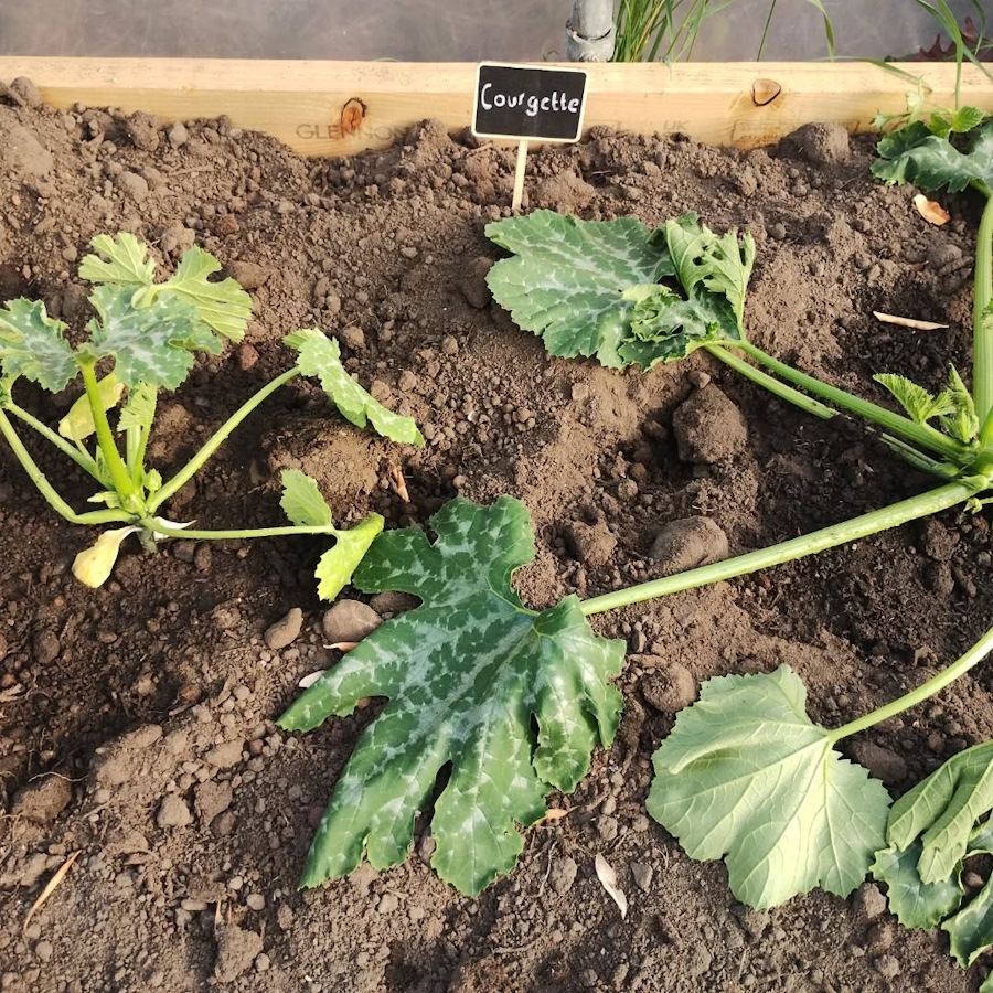 corgette and cucumber in the newbold community growing together community garden