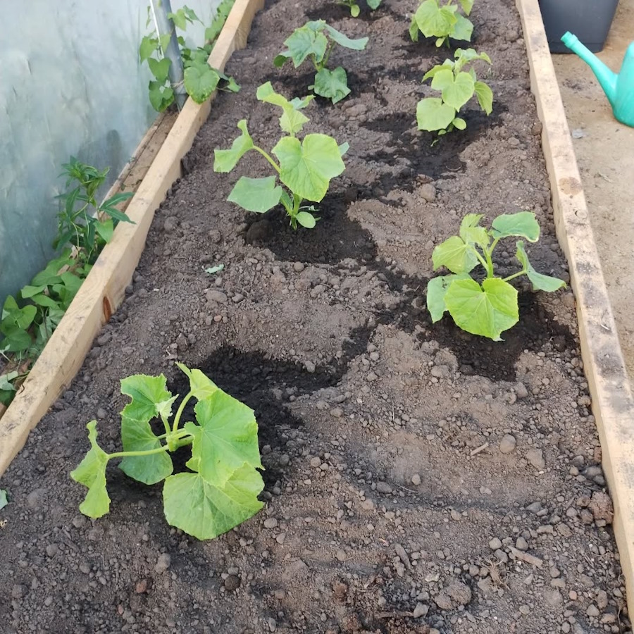 corgette and cucumber in the newbold community growing together community garden
