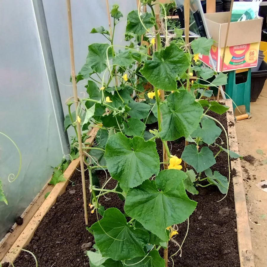 cucumbers-staked in the newbold community growing together community garden
