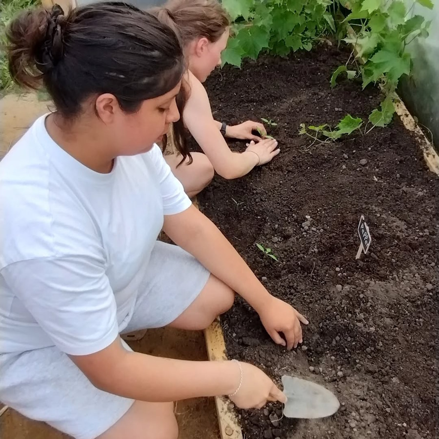 cucumbers-staked in the newbold community growing together community garden