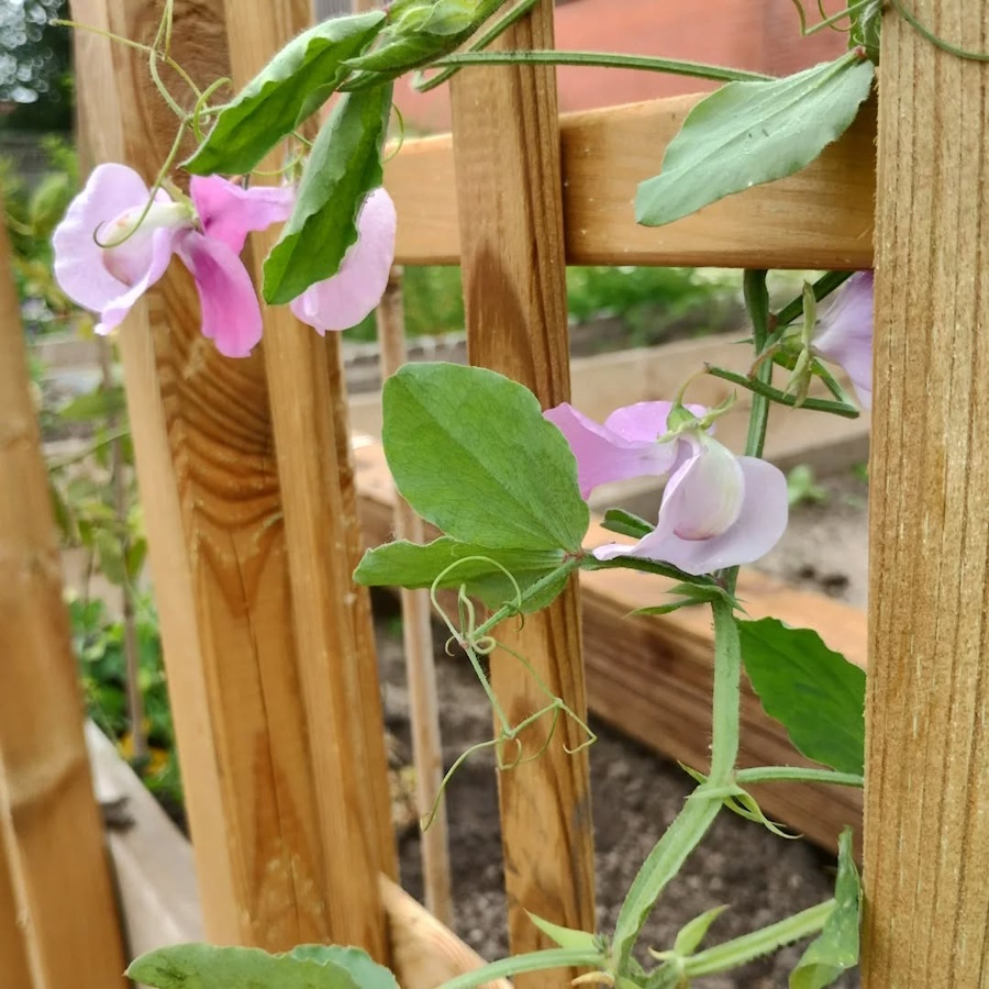 first sweet peas in the newbold community growing together community garden