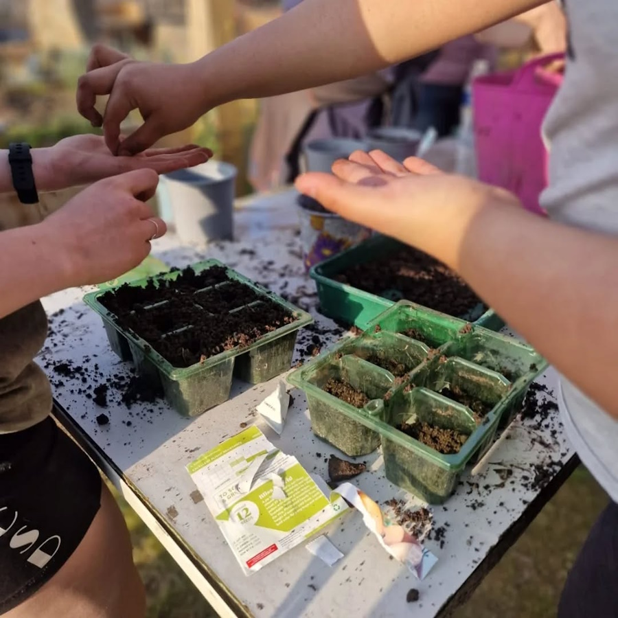 click to see larger image Herbs, Tomatoes, Peas, Beans and Potatoes