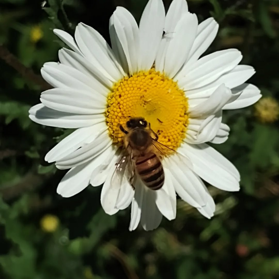 the insects are loving the flowers in  the newbold community growing together community garden
