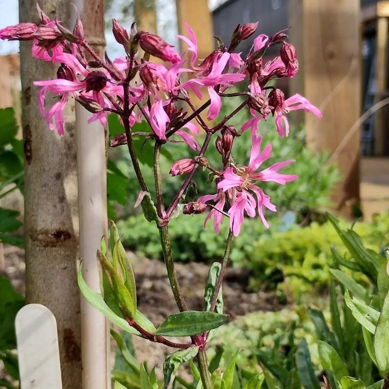 Lovely to see Ragged robin, cowslips and dandelions all flowering today at the garden.