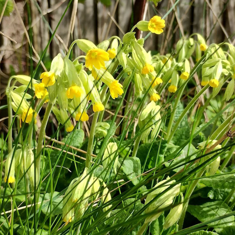 Lovely to see Ragged robin, cowslips and dandelions all flowering today at the garden.