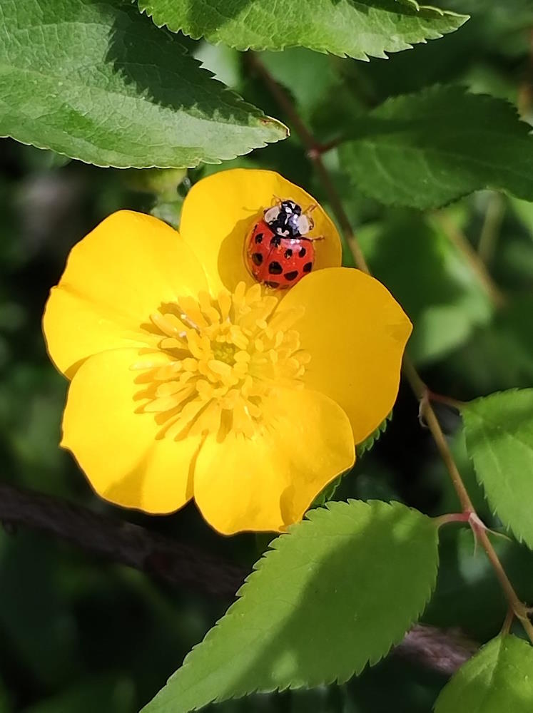 click to see larger image mini beasts at the community garden
