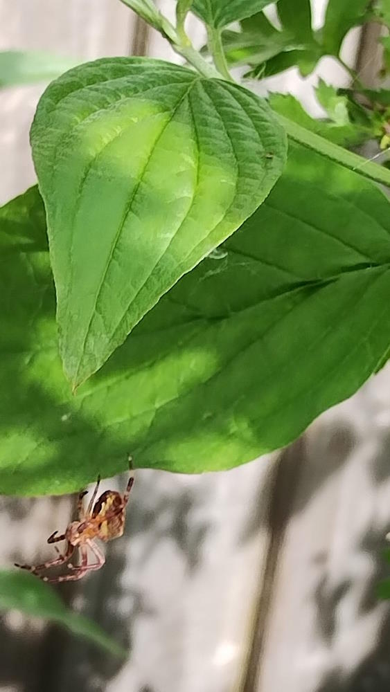 click to see larger image mini beasts at the community garden