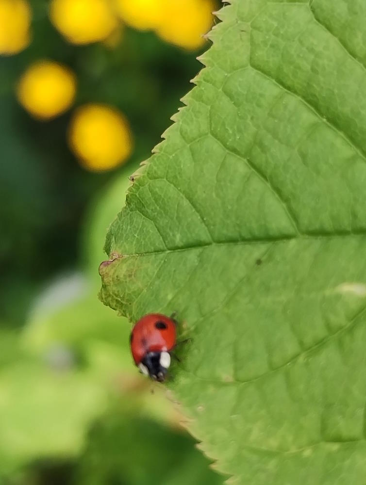 click to see larger image mini beasts at the community garden