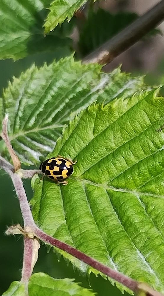 click to see larger image mini beasts at the community garden