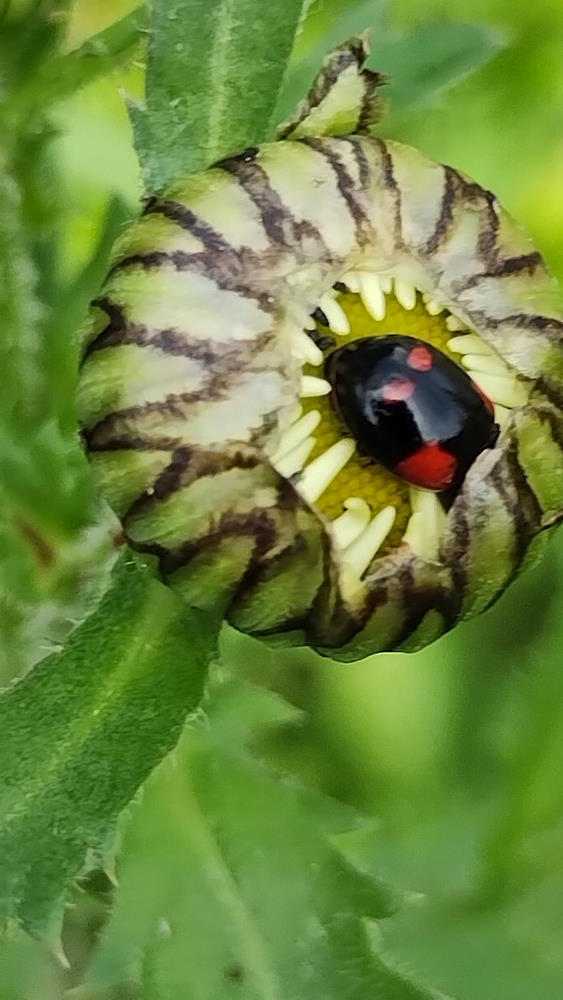 click to see larger image mini beasts at the community garden