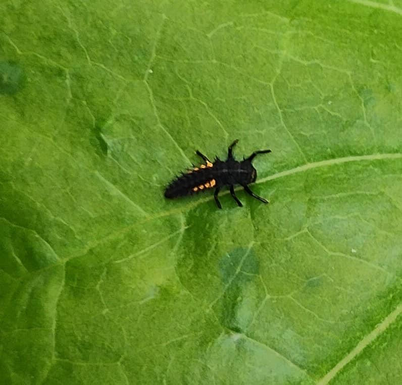 click to see larger image mini beasts at the community garden