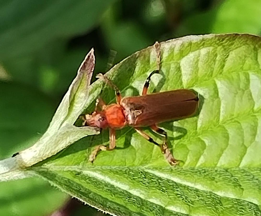 click to see larger image mini beasts at the community garden