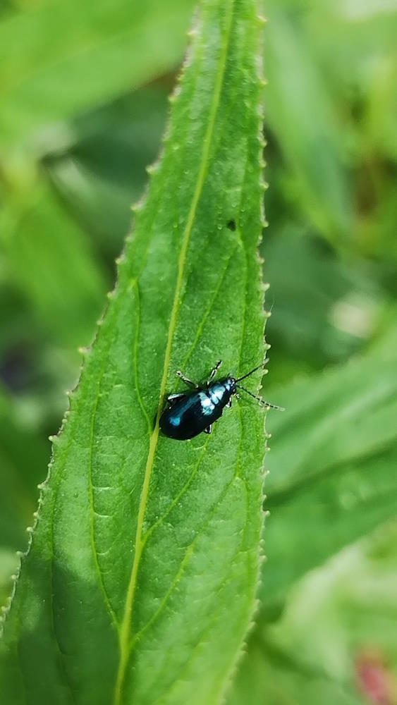 click to see larger image mini beasts at the community garden