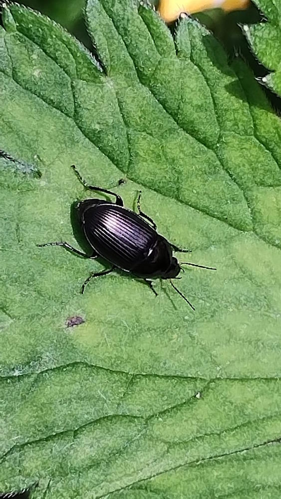 click to see larger image mini beasts at the community garden