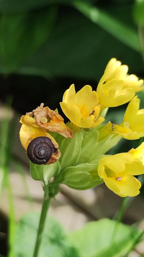 click to see larger image mini beasts at the community garden