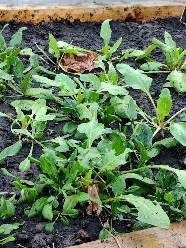 click to see larger image quick visit to garden