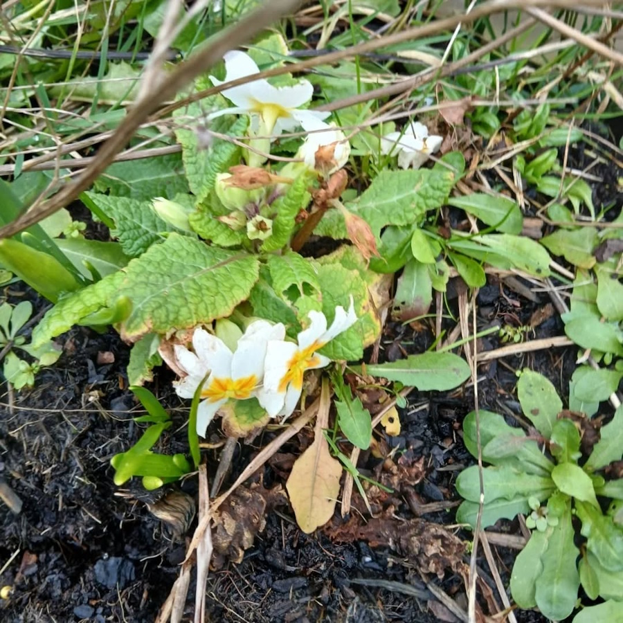 click to see larger image Spring flowers starting to bloom