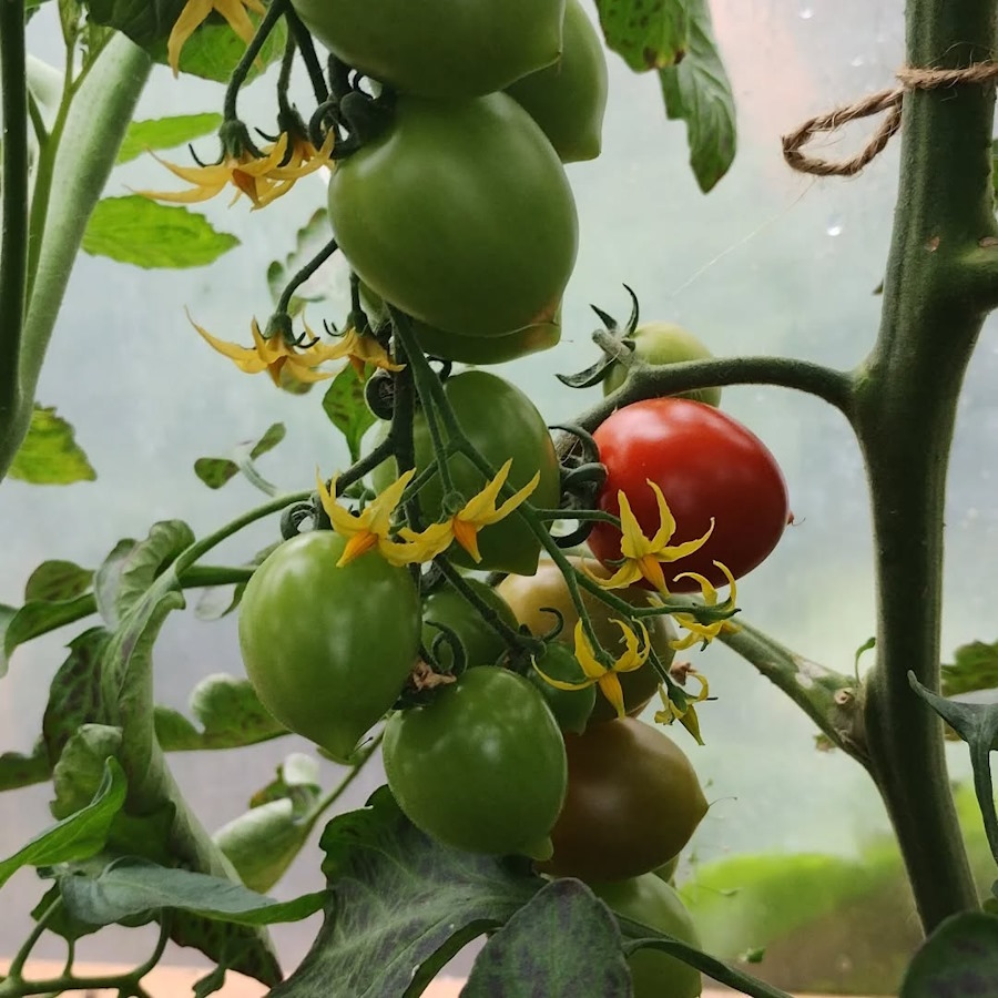 tidying the polytunnel in the community garden